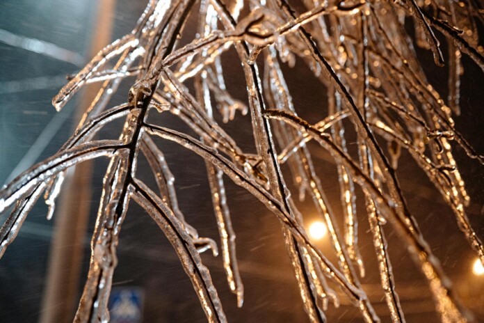 close up of tree branches in ice